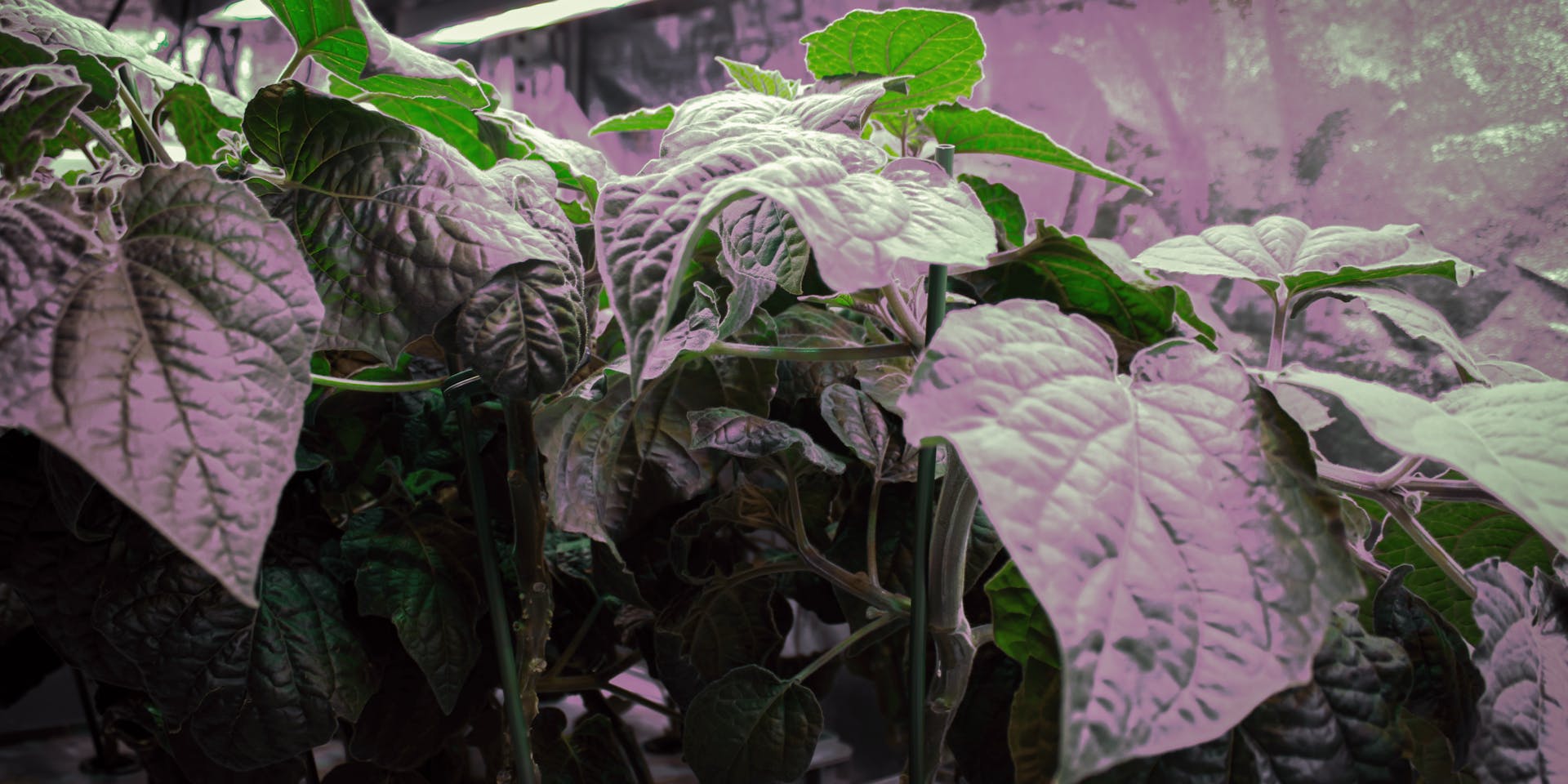 Patchouli growing on the top shelf of our vertical indoor farming phytotron