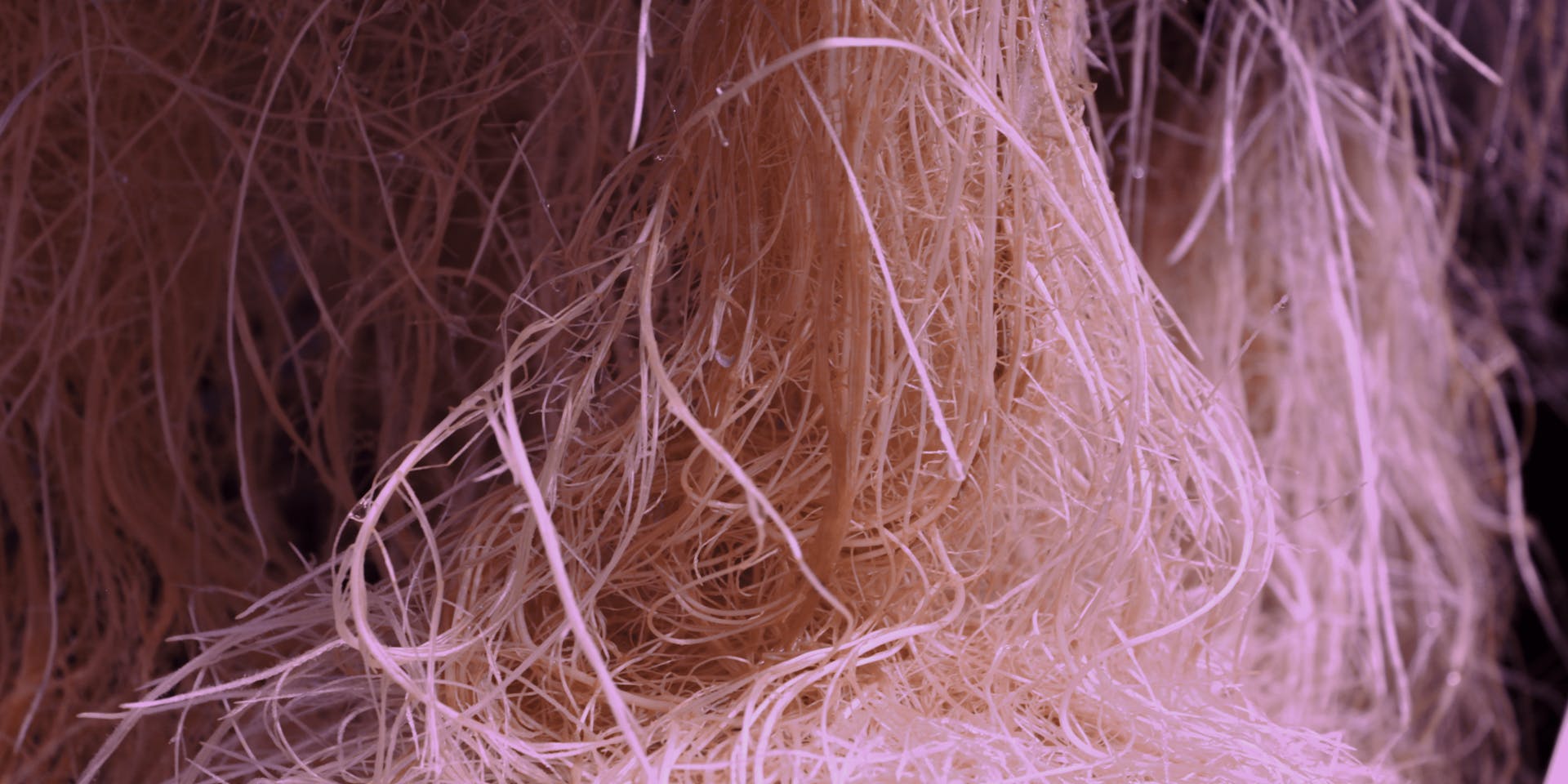 Healthy roots of physalis grown at our Plant Lab in Paris