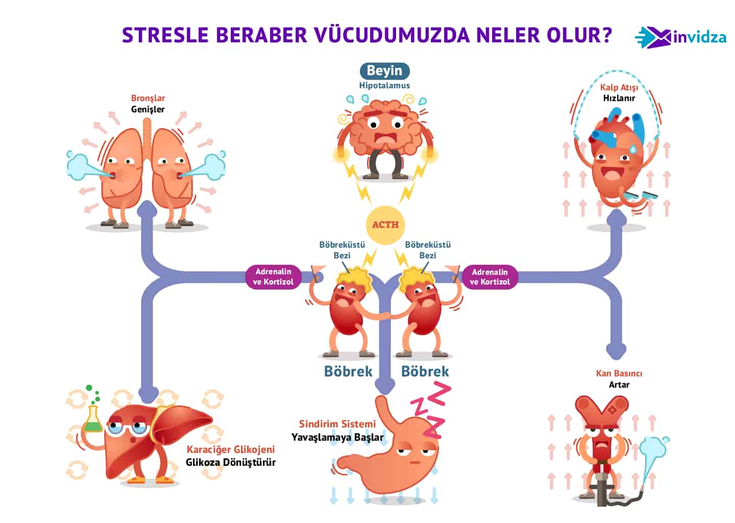 Stresle beraber vücudumuza ne olur isimli bir animasyon görseli bulunuyor.