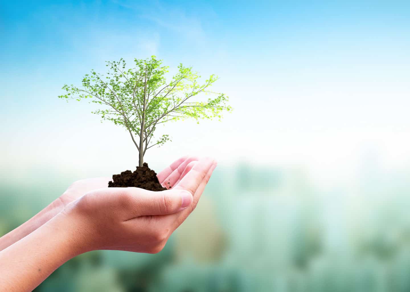 Yakın plan çekimde avuçları birleştirilmiş bir elin üzerinde toprak ve topraktan yükselmiş ağaç bulunuyor.