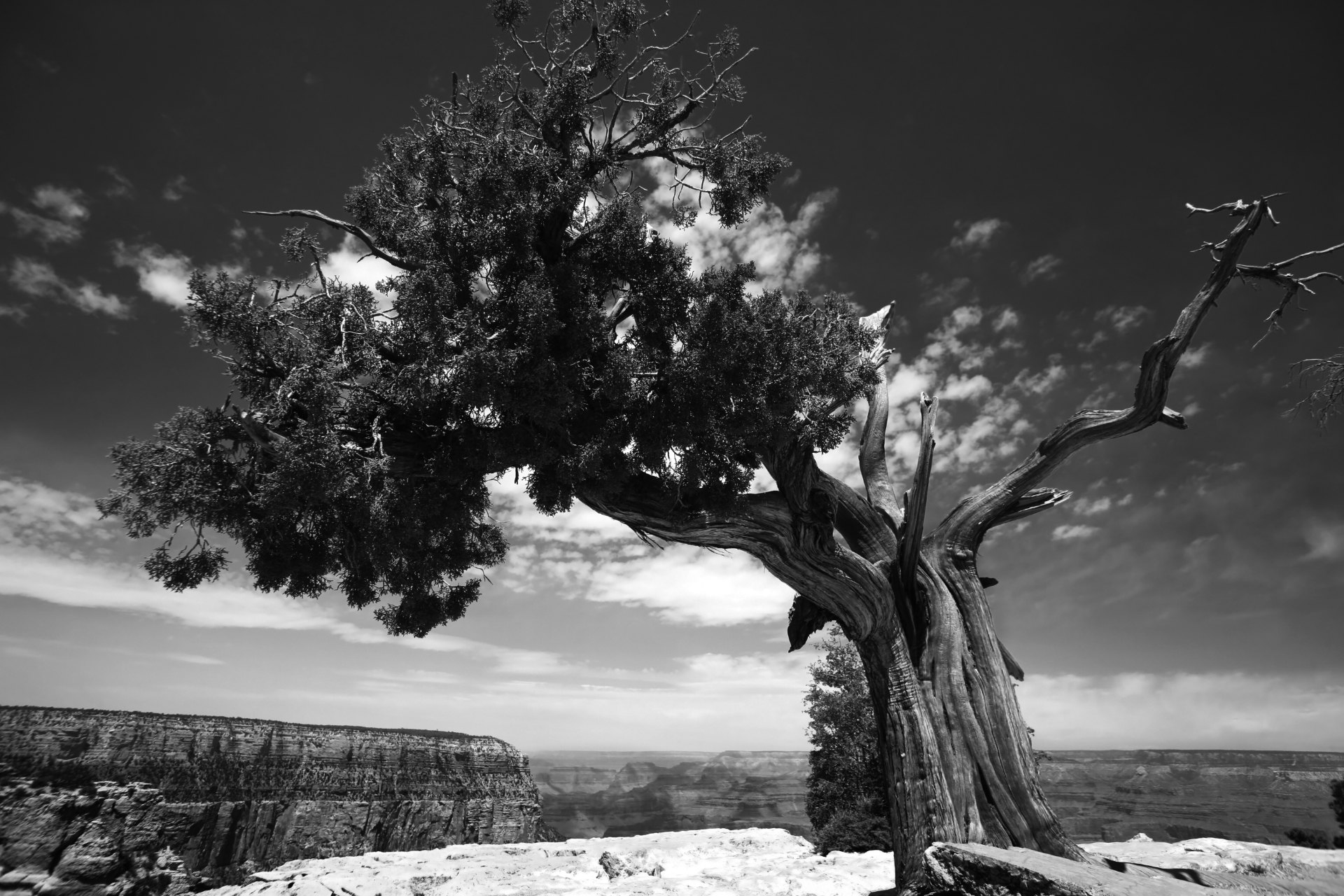 B/W image of tree in a canyon landscape
