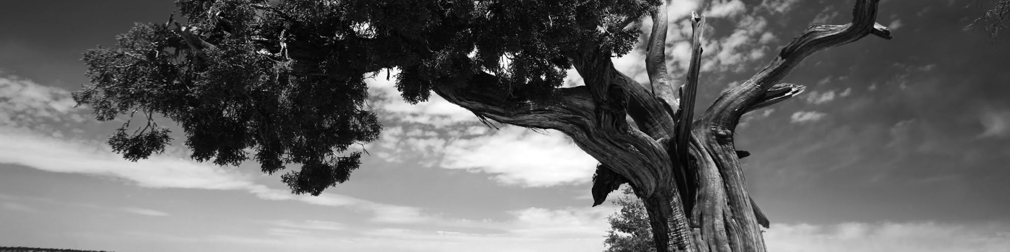 B/W image of tree in a canyon landscape