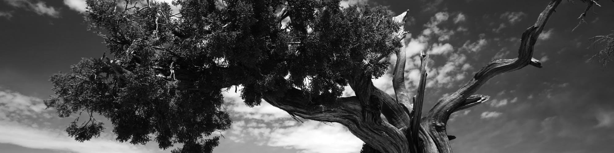 B/W image of tree in a canyon landscape
