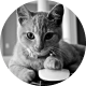 Scriptkitty Twitter profile image