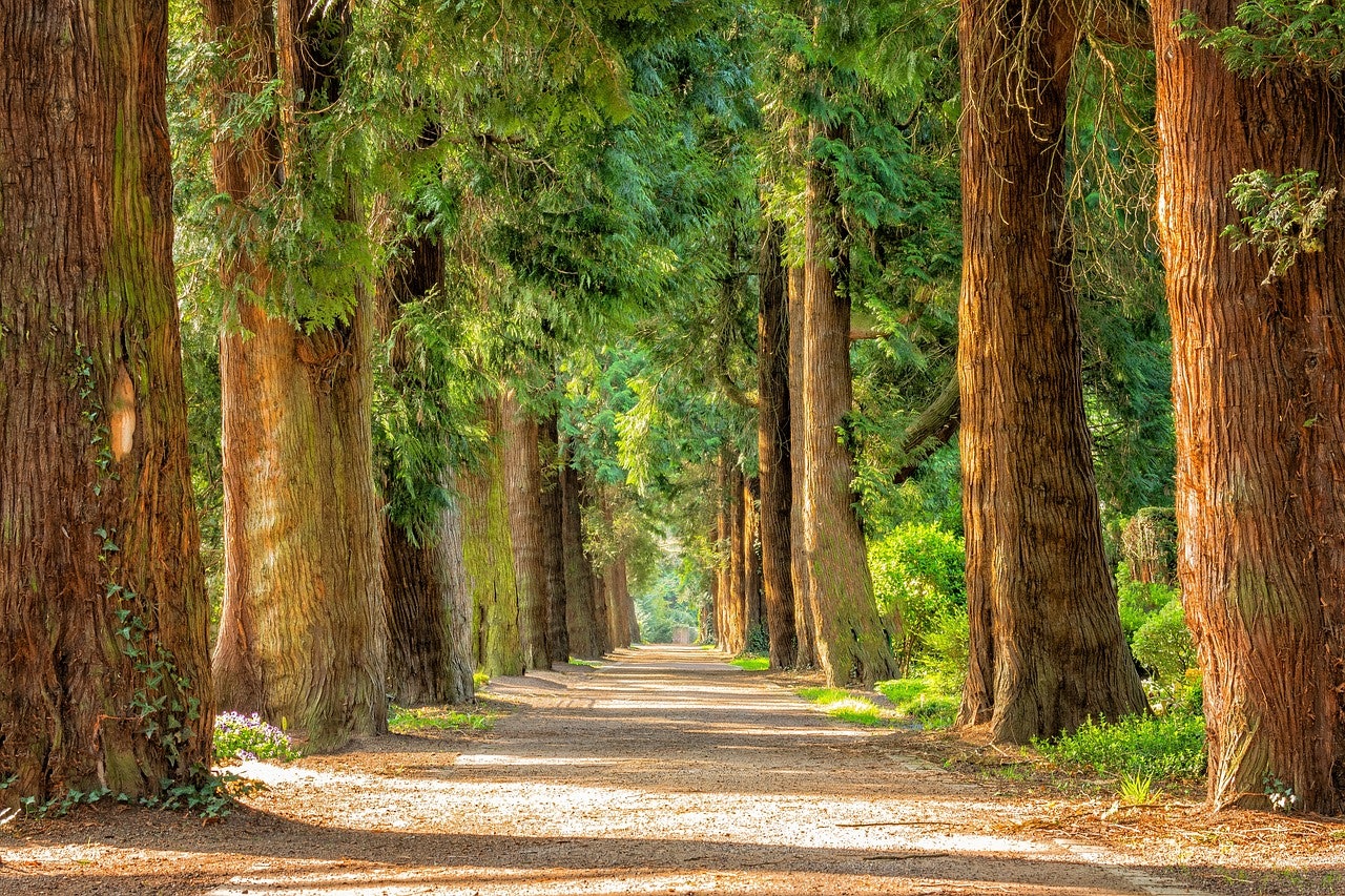 Waldbild
