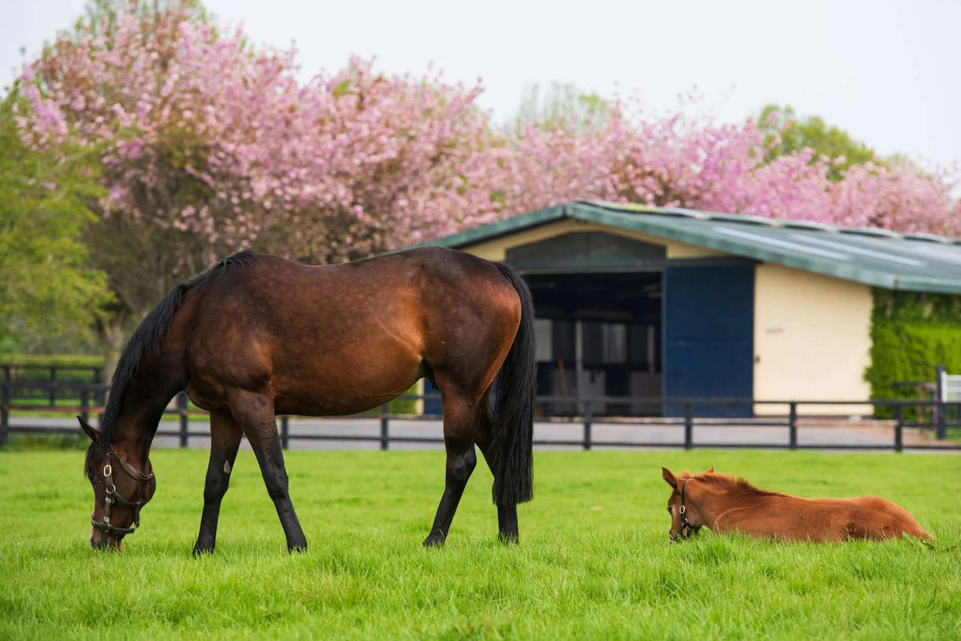 irish horse country in county kildare