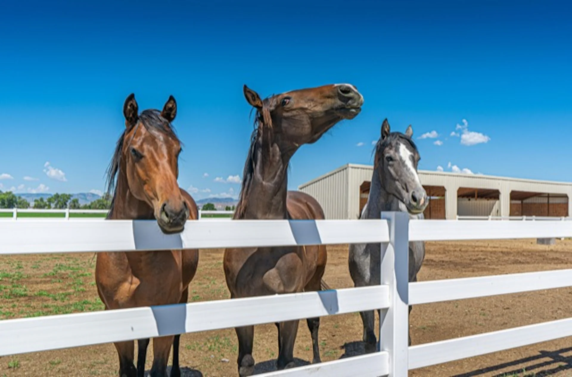 Irish horse country tours with Ireland Whiskey Tours