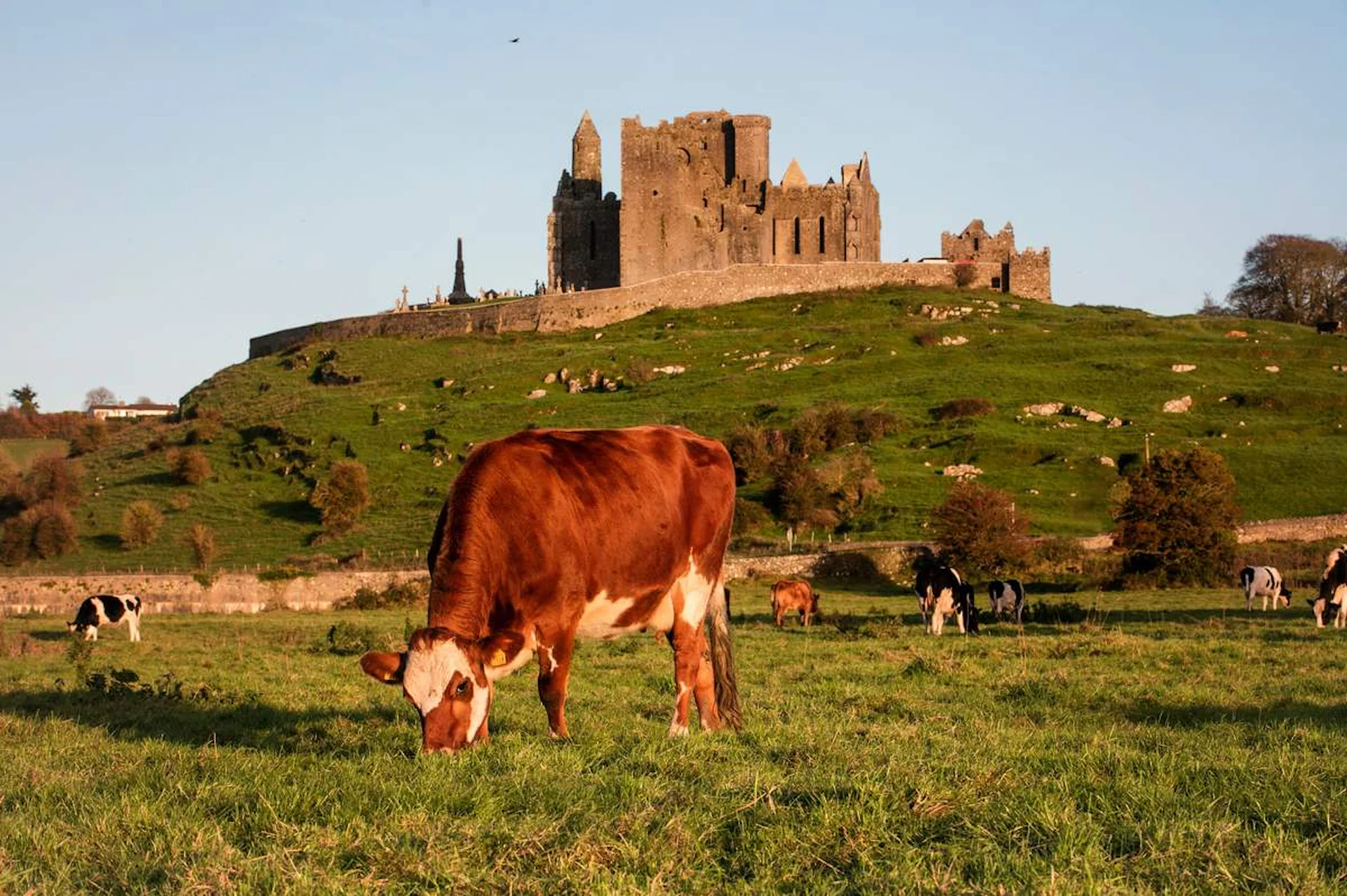 cows grazing near the rock of cashel in ireland