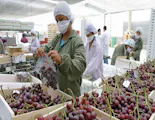 Exportaciones peruanas crecen 34% en el primer semestre del año y superan los US$ 54 mil millones