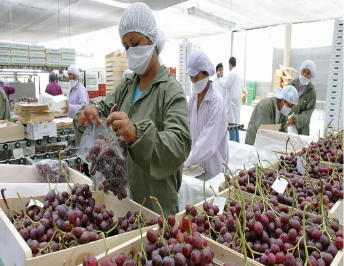 Exportaciones peruanas crecen 34% en el primer semestre del año y superan los US$ 54 mil millones