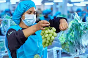 El sector agroexportador muestra sólida resiliencia frente a la coyuntura global y mantiene expectativas optimistas para el 2026