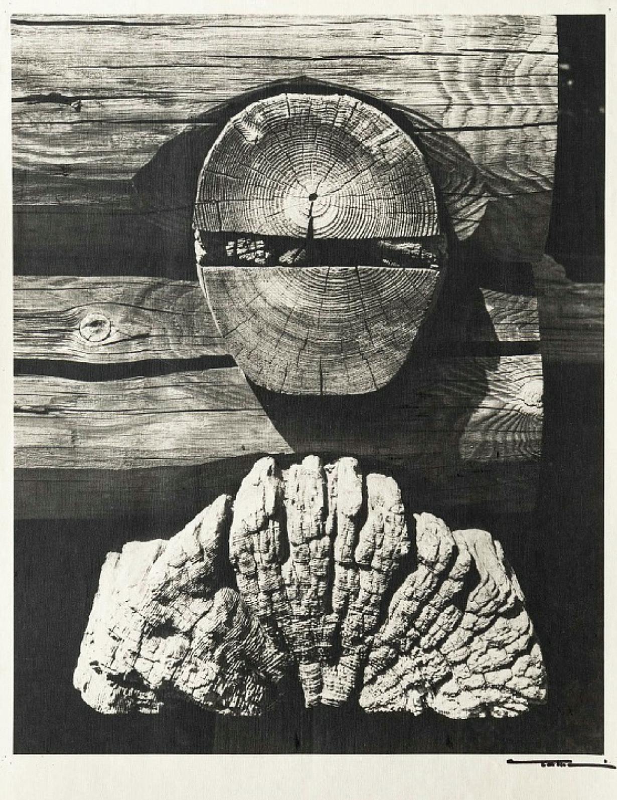 Black-and-white photograph of closeups of wood