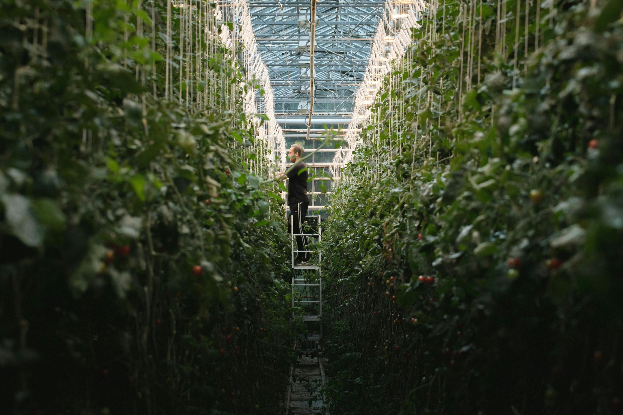 Tomato greehouse in Iceland