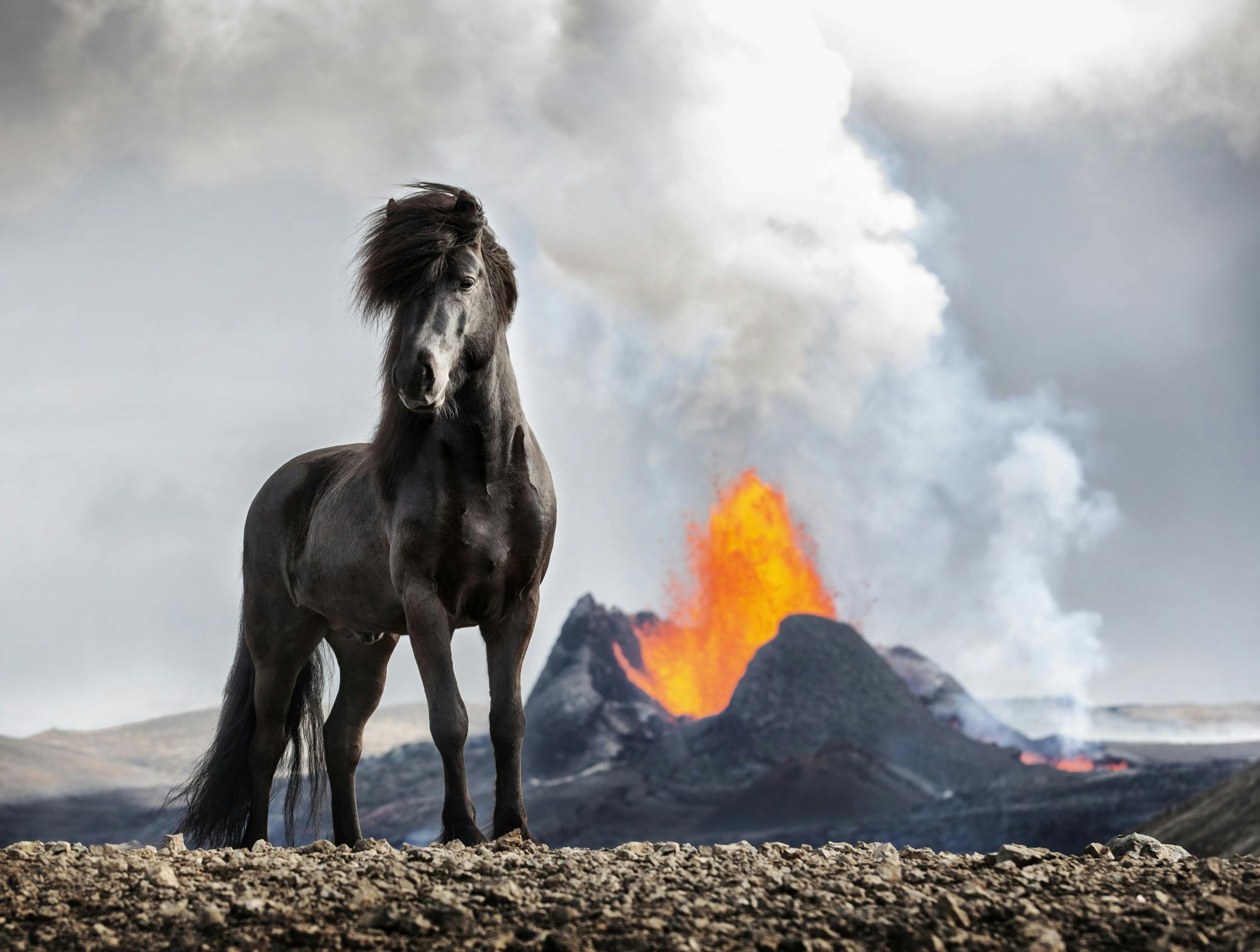 Icelandic horse in front of volcano