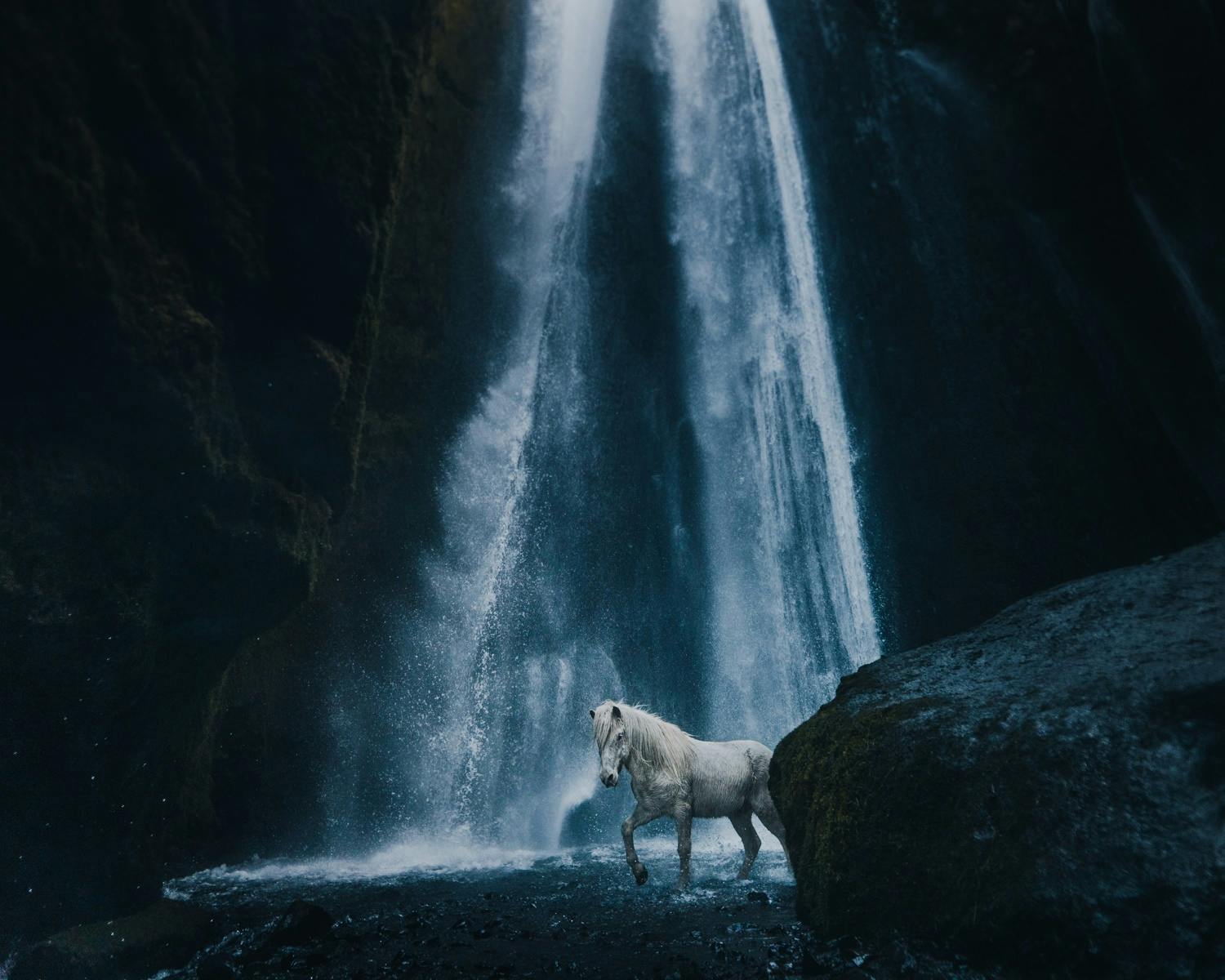 Icelandic horse