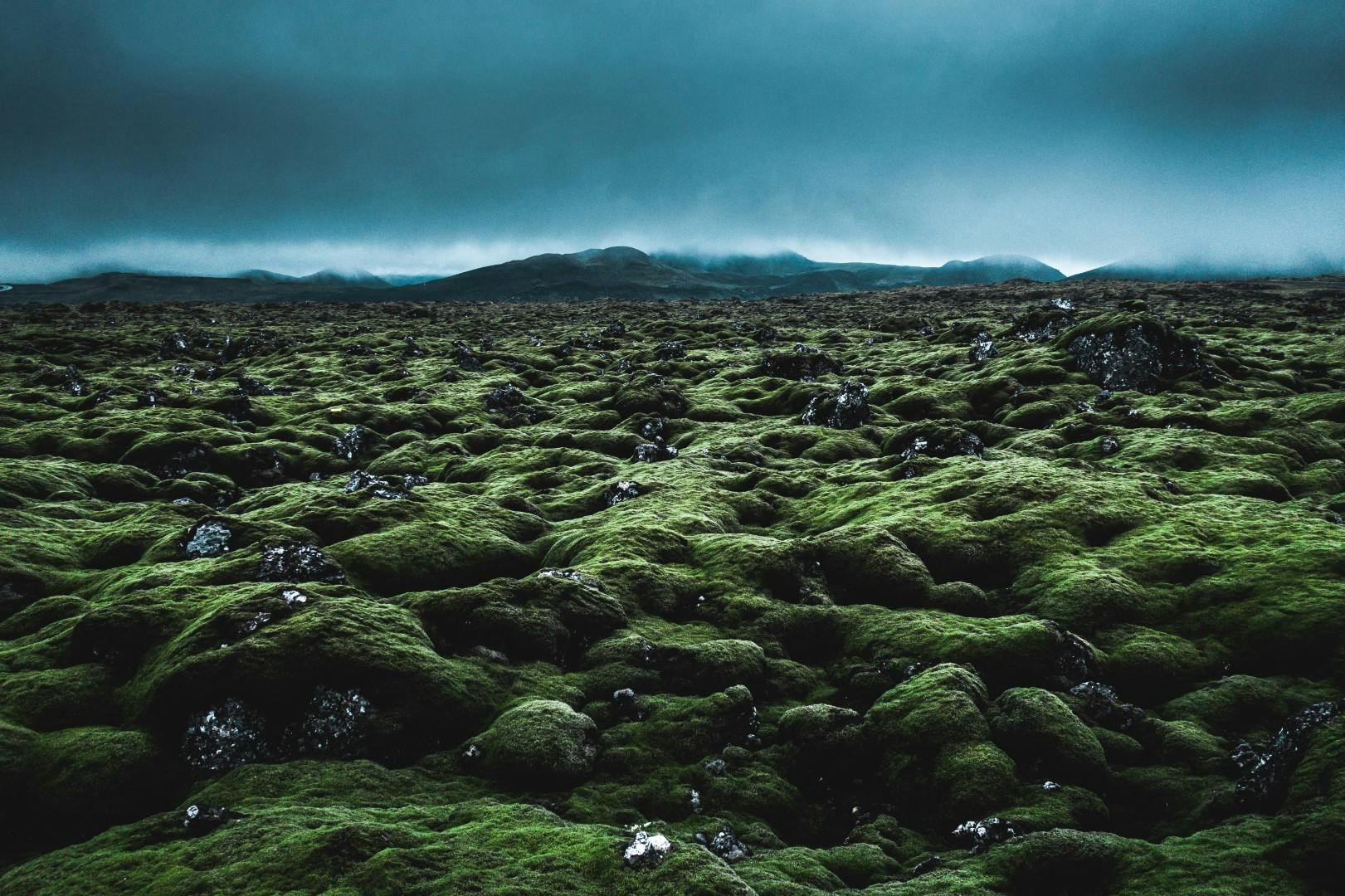 Icelandic moss landscape