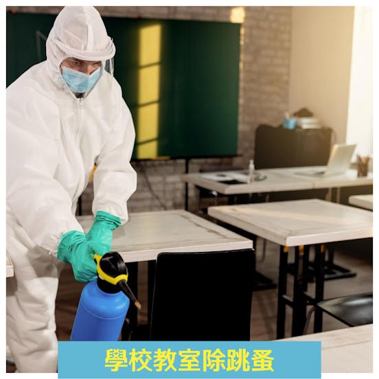 潔客幫除蟲公司案例|學校教室除跳蚤 潔客幫除蟲公司案例|學校教室除跳蚤