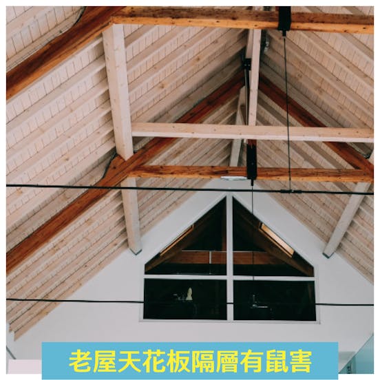 老屋天花板隔層有鼠害 老屋天花板隔層有鼠害