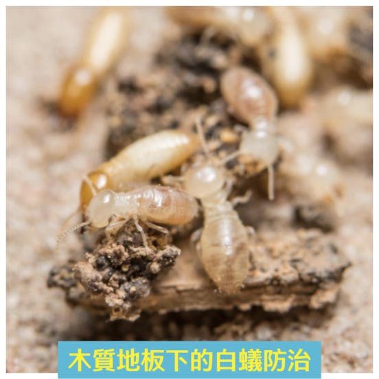 潔客幫除白蟻案例:木質地板下的白蟻防治 潔客幫除白蟻案例:木質地板下的白蟻防治