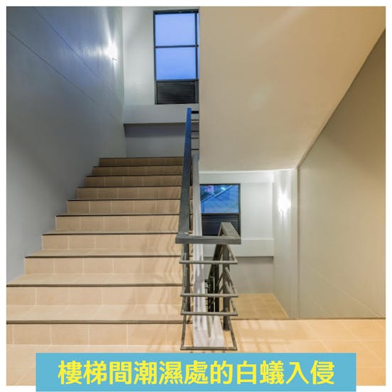 潔客幫除白蟻案例:樓梯間潮濕處的白蟻入侵 潔客幫除白蟻案例:樓梯間潮濕處的白蟻入侵