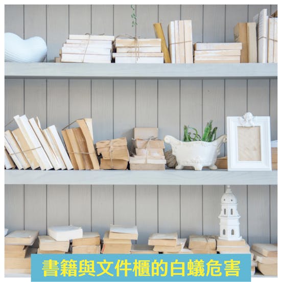 潔客幫除白蟻案例:書籍與文件櫃的白蟻危害 潔客幫除白蟻案例:書籍與文件櫃的白蟻危害