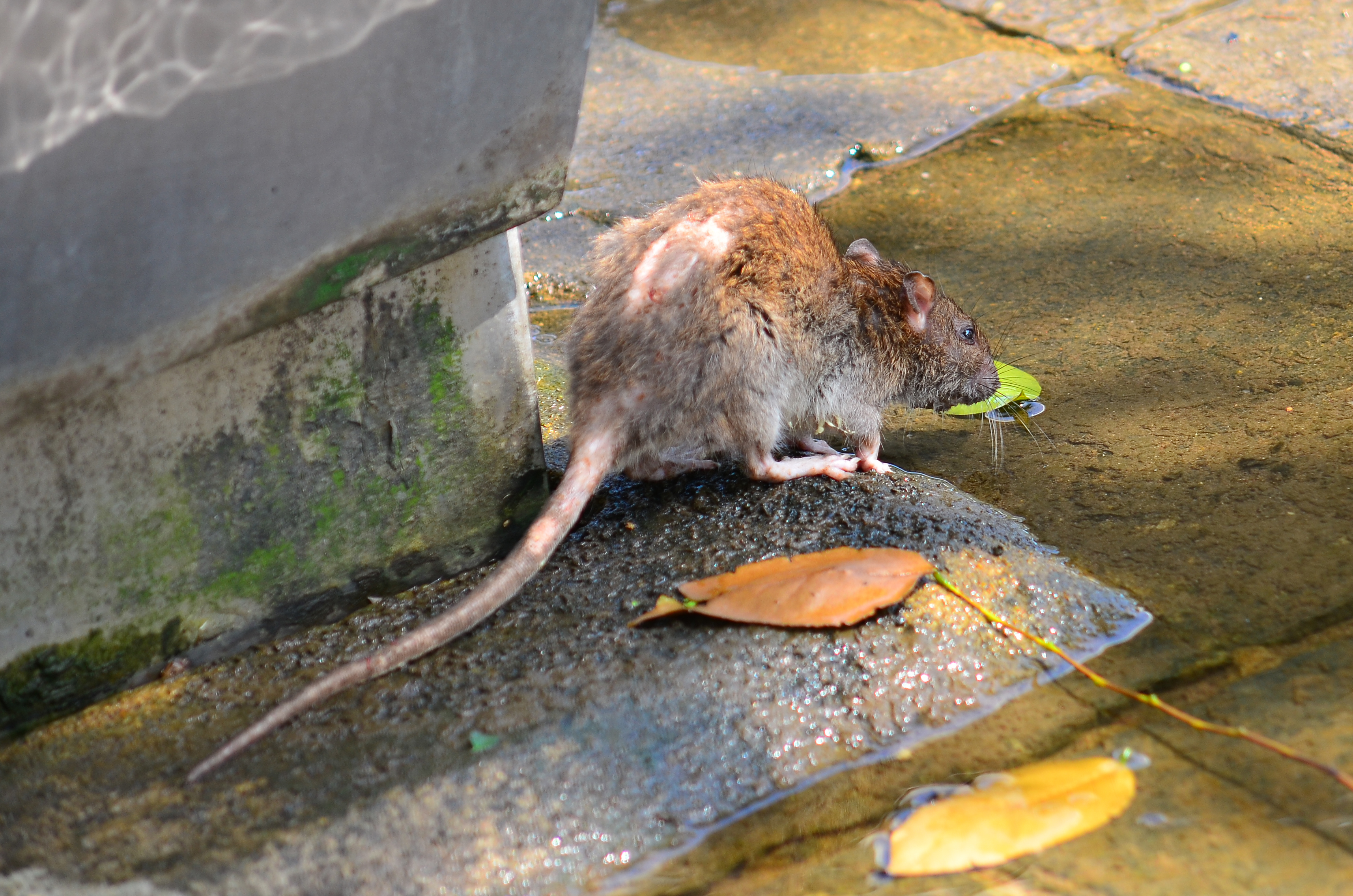 老鼠出沒，擔心傳播漢他病毒