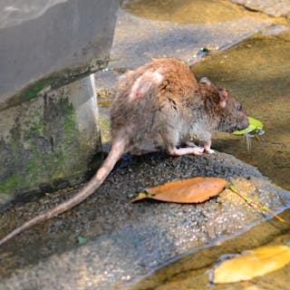 老鼠出沒,擔心傳播漢他病毒