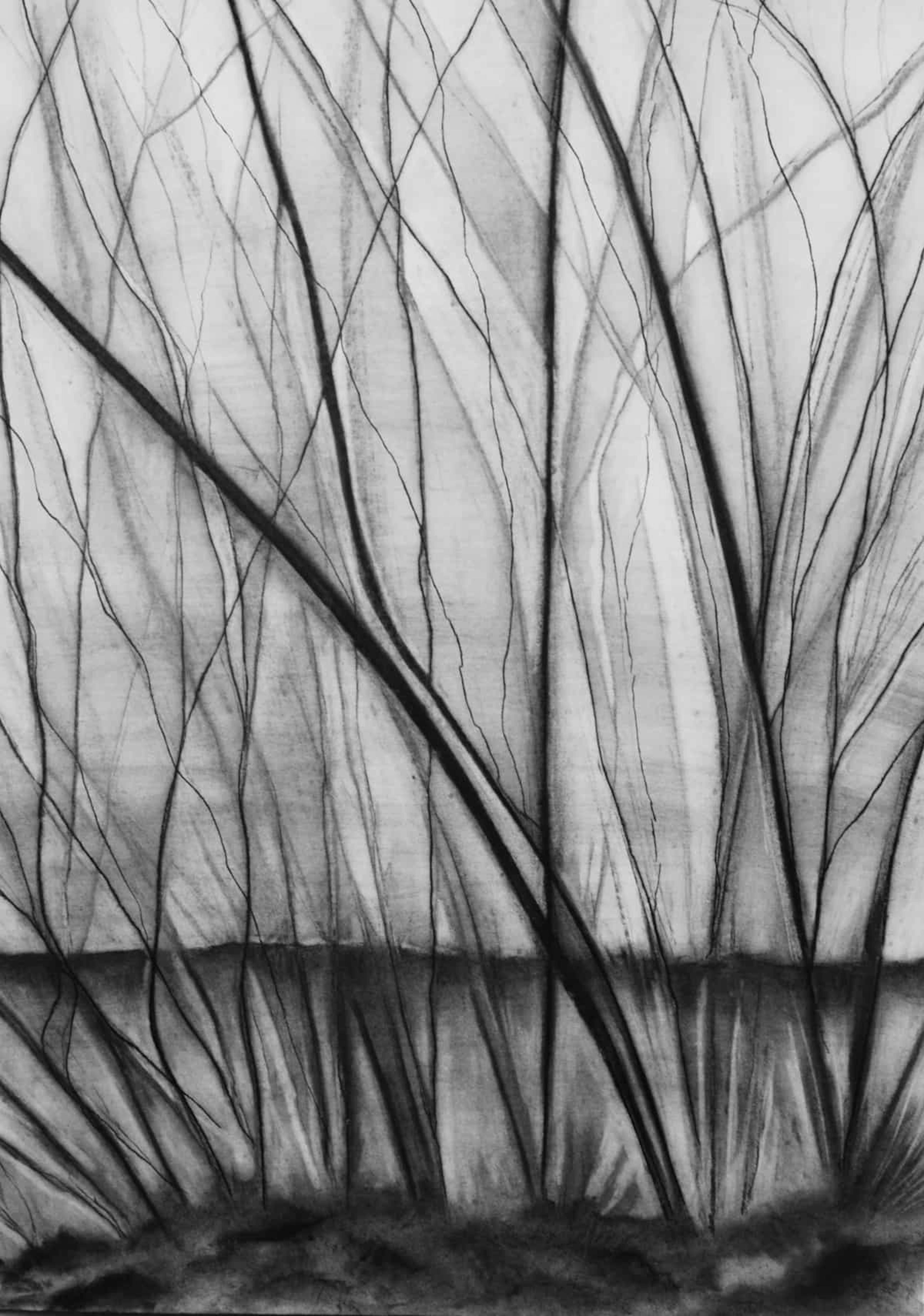 Willow 2 — Charcoal on paper