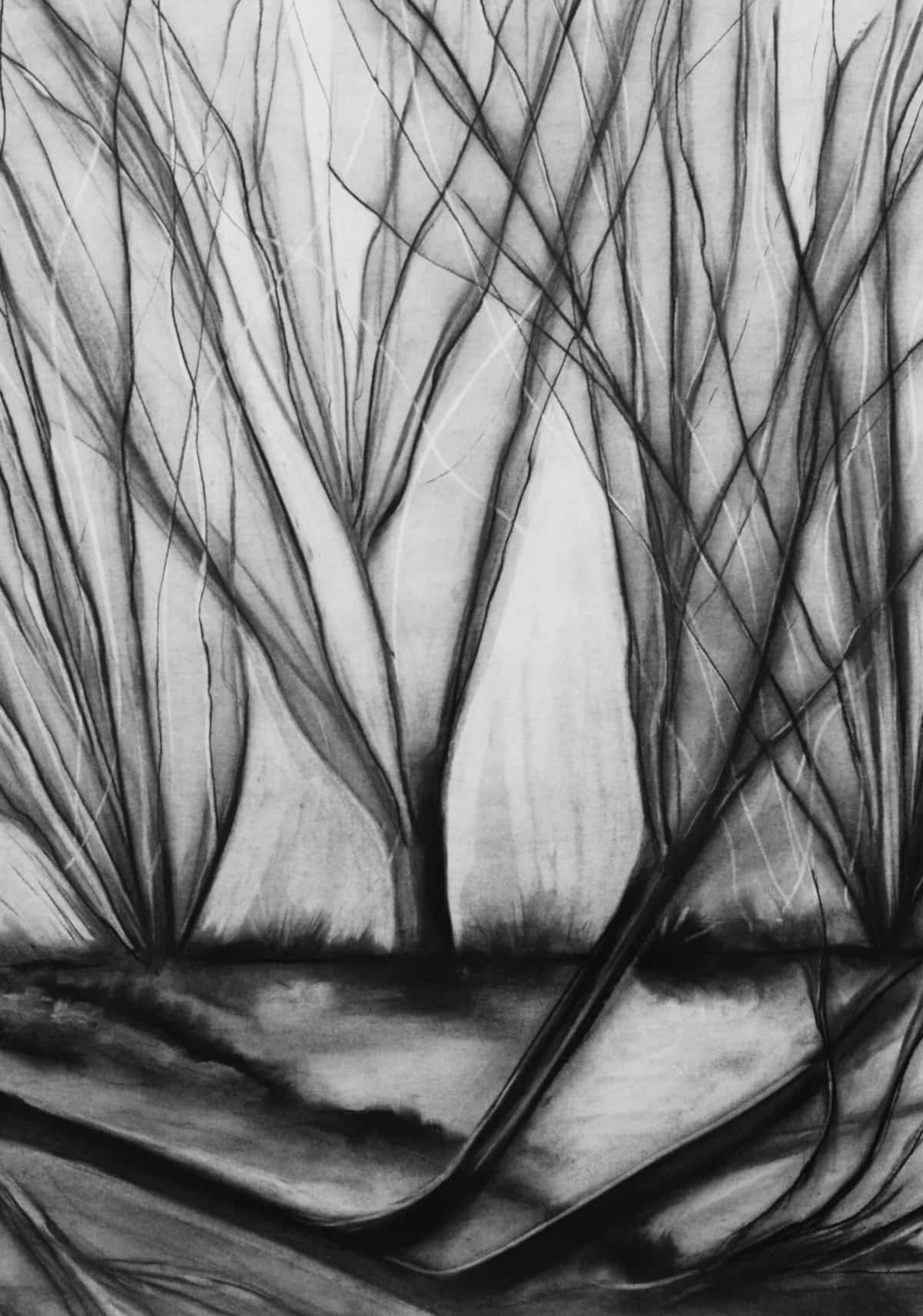 Willow 3 — Charcoal on paper