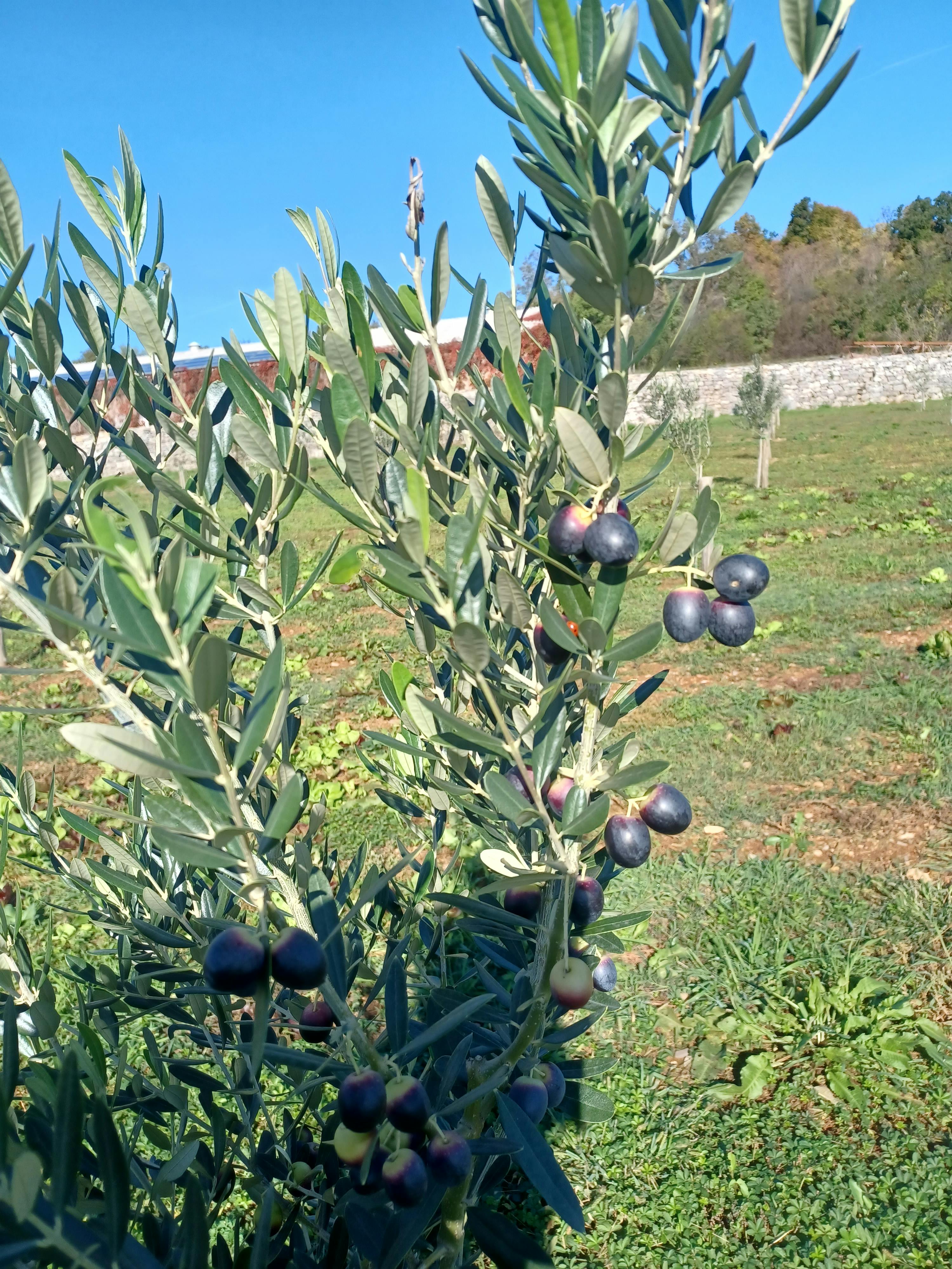 Prvi plodovi v oljčnem nasadu na Jakončevi domačiji