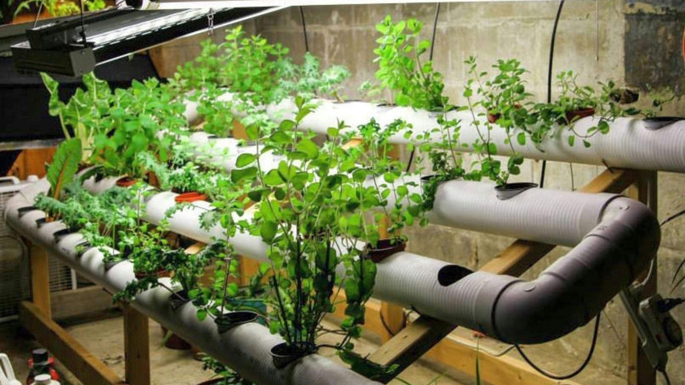 Biodome Project | Hydroponic Gardening