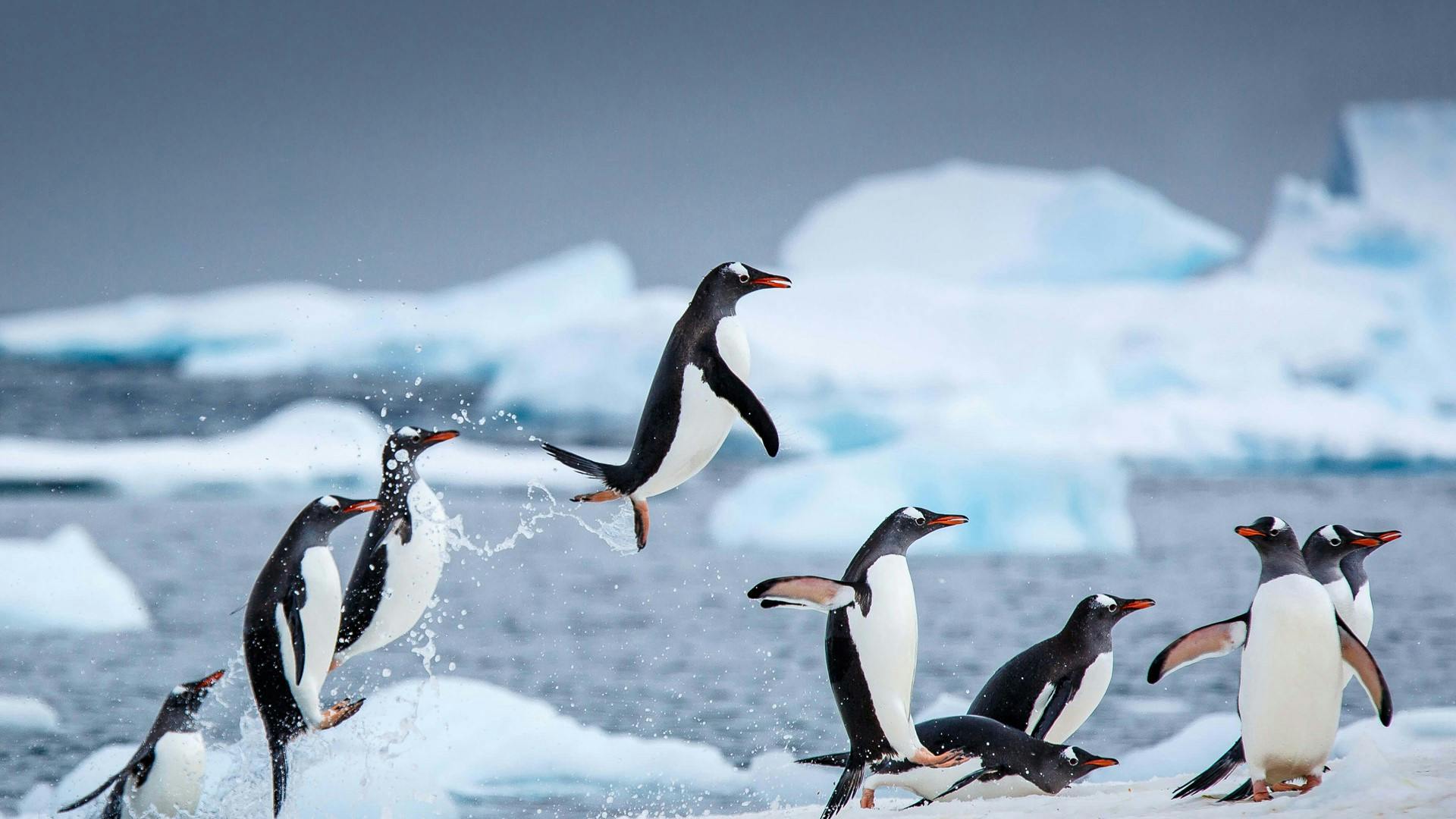 Pinguins