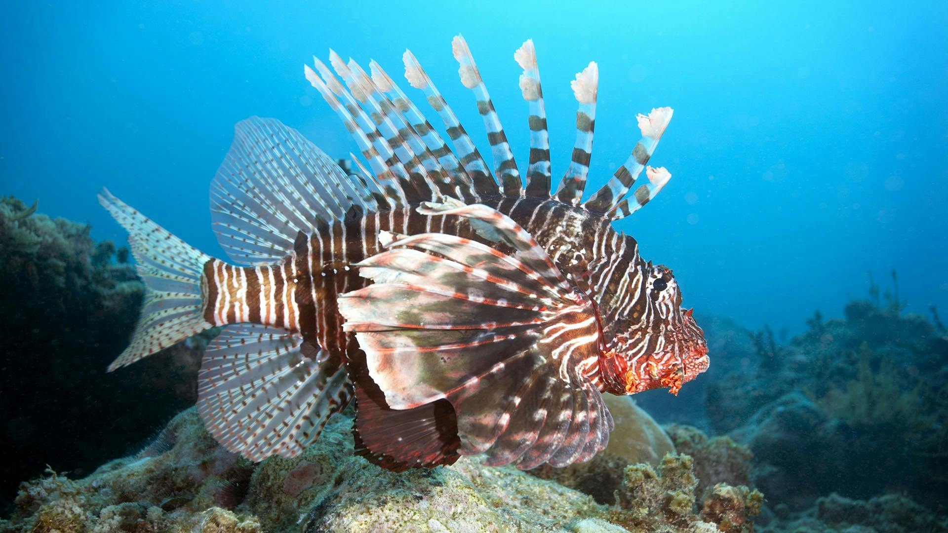 Peixe