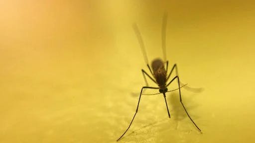Por que os mosquitos gostam de zumbir em nossos ouvidos?