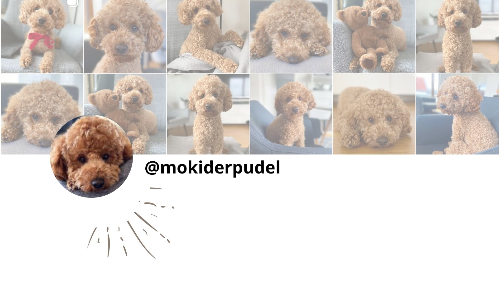Moki der Pudel Petfluencer Poodle