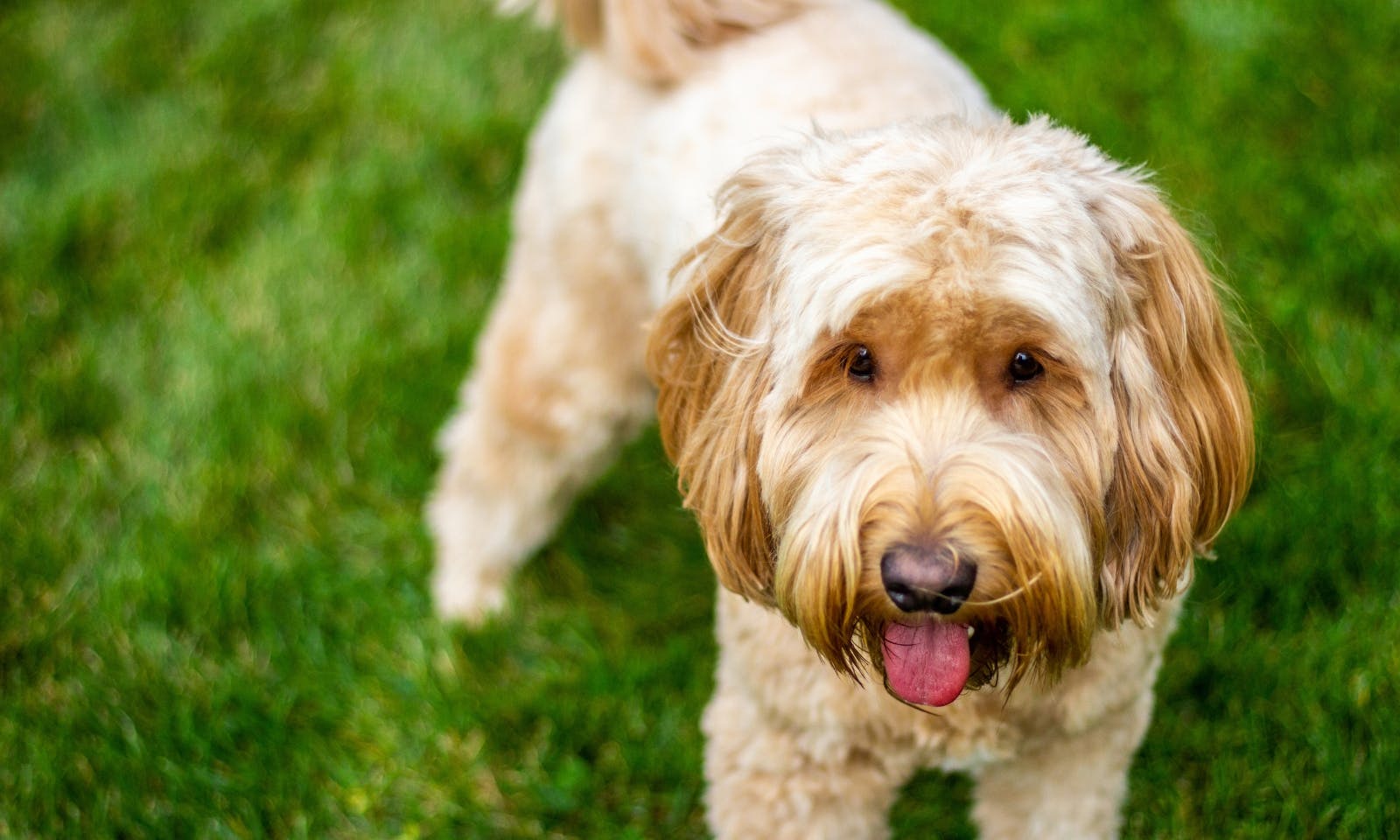Goldendoodle mit glattem Fell
