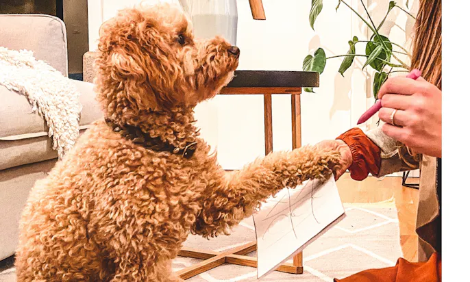 Hundetricks als Beschäftigung