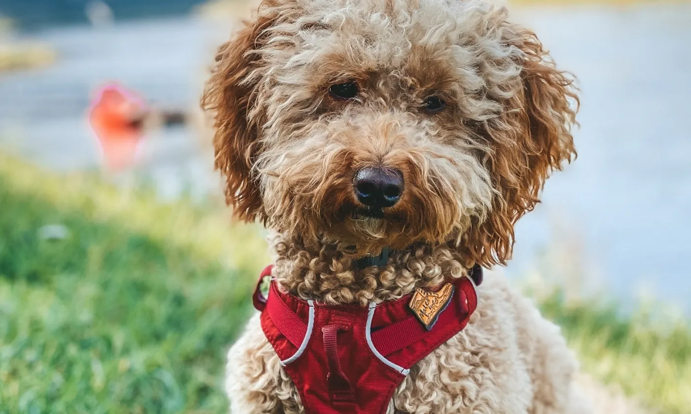 Malerweg mit Goldendoodle-Hündin Java