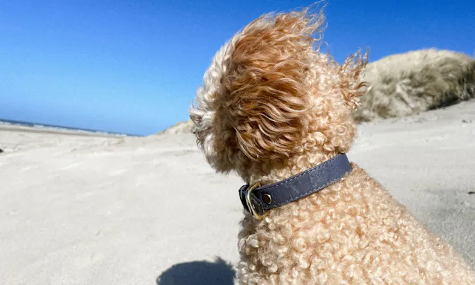 Hund am hundefreundlichen Strand in Blavand in Dänemar