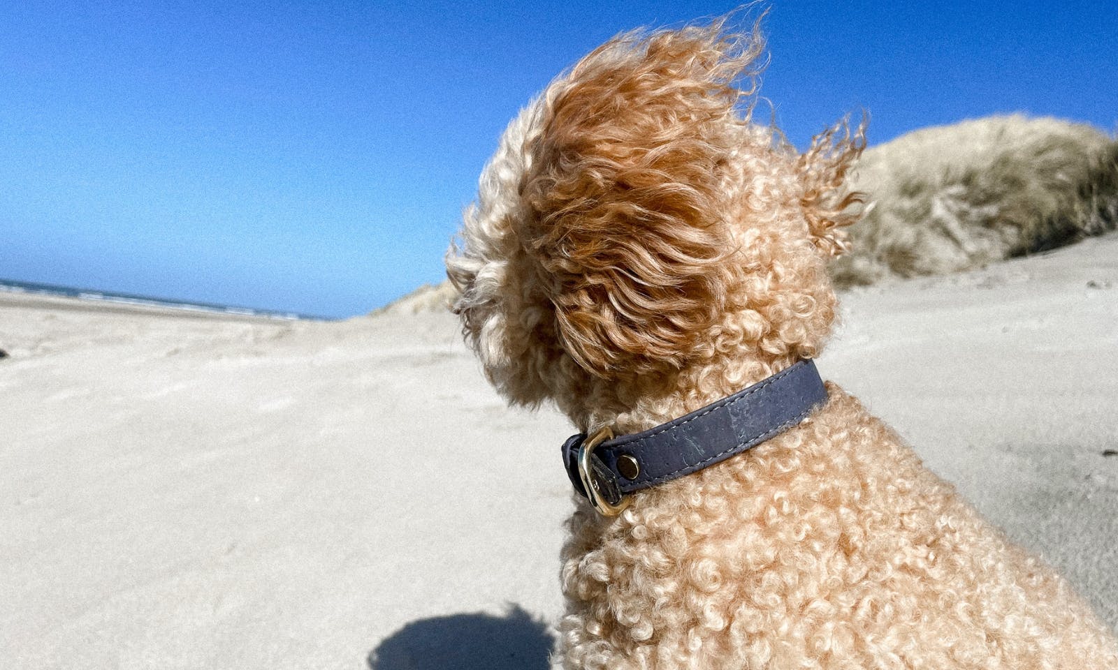 Hund am hundefreundlichen Strand in Blavand in Dänemar
