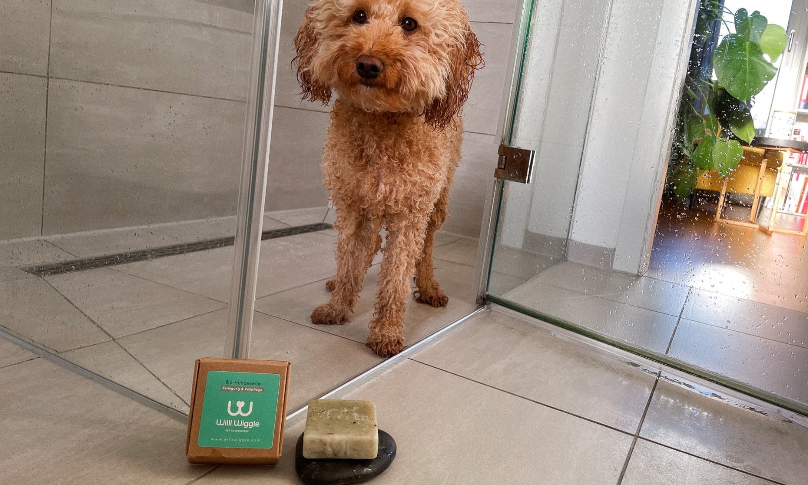 Goldendoodle unter der Dusche mit fester Hundeseife für mehr Nachhaltigkeit in der Hundehaltung