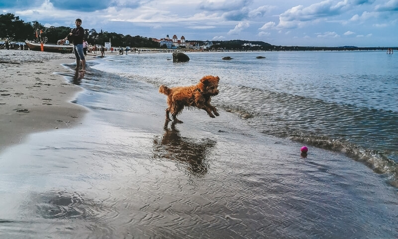 Rügen mit Hund