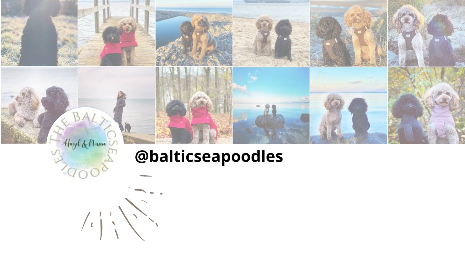 Petfluencer Pudel Baltic Sea Poodles