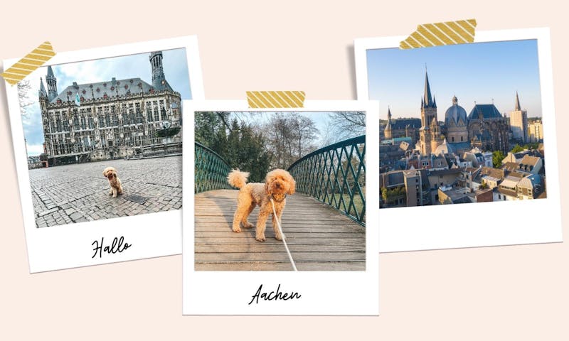 Aachen mit Hund erkunden: 17 Tipps für ein schönes Wochenende