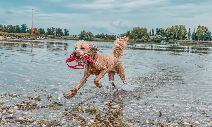 Leichtes Hundespielzeug für den Strand