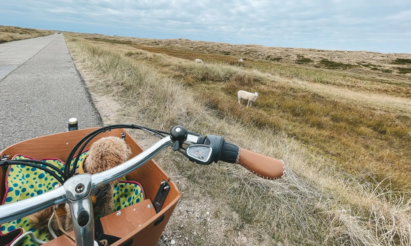 Goldendoodle Java im Babboe Lastenrad