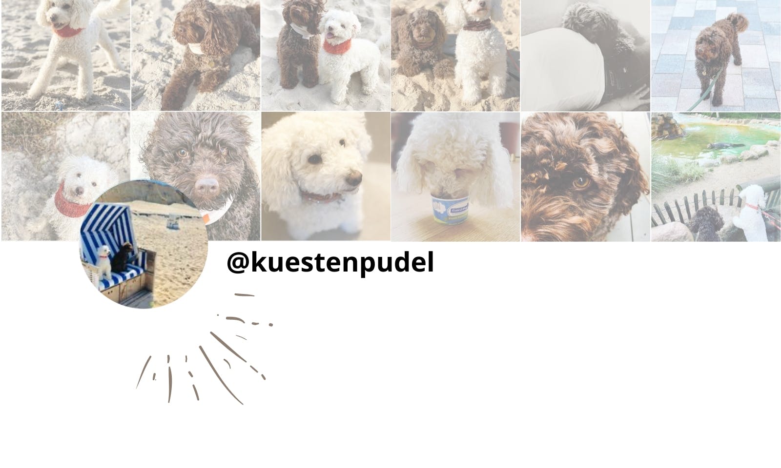 Petfluencer Pudel Küstenpudel