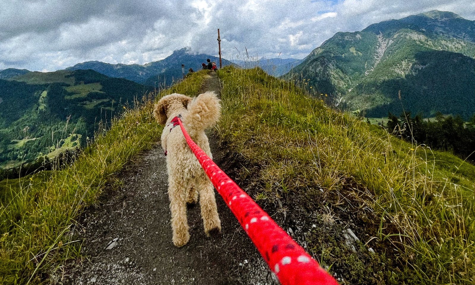 wandern mit Hund in den Kitzbüheler Alpen in Tirol