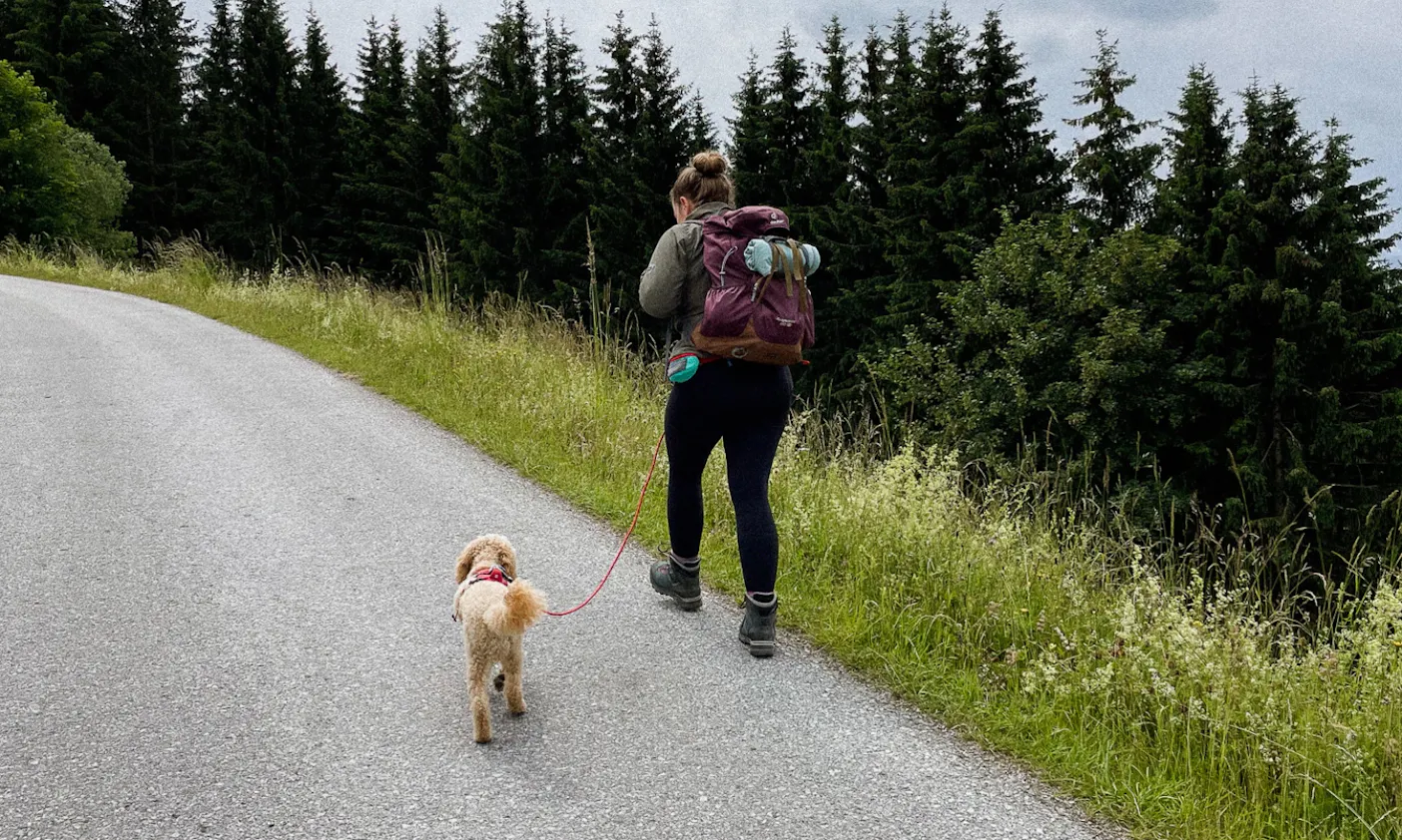 Wandern mit Goldendoodle