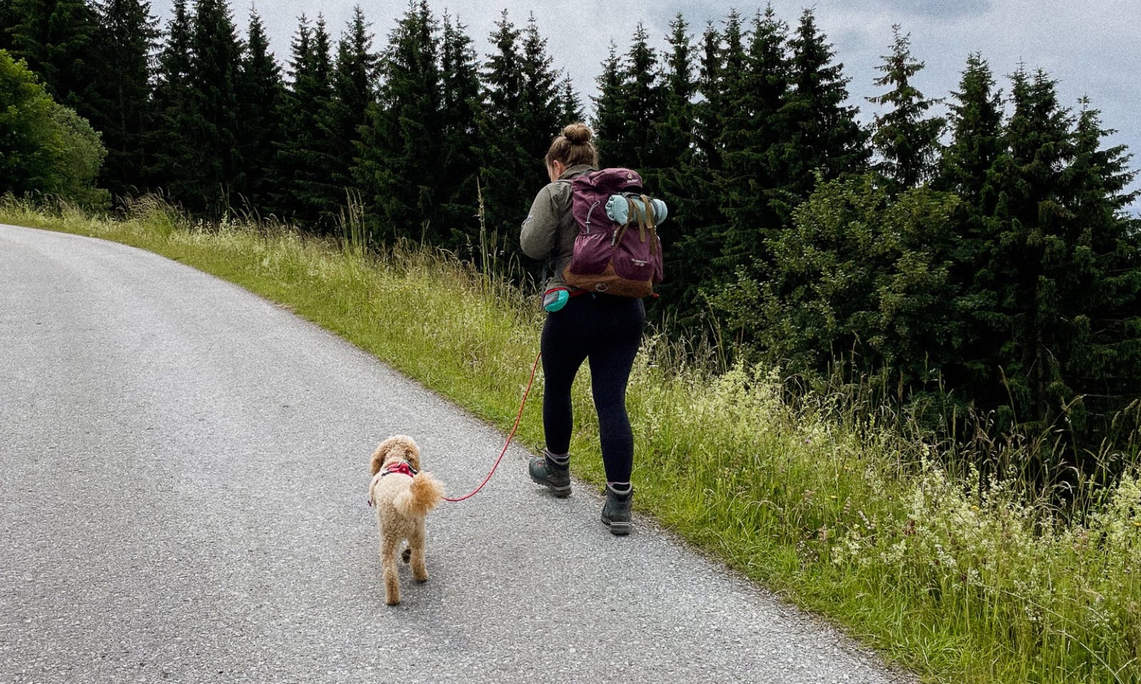 Wanderung mit Hund